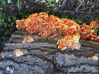 Orange fungus.jpg